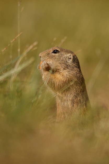 Scoiattolo di terra comune sul prato fiorito europeo suslik spermophilus citellus