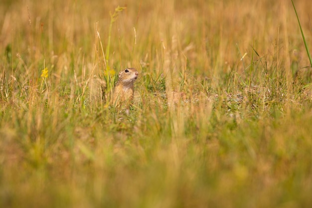 Scoiattolo di terra comune sul prato fiorito. Suslik europeo. Spermophilus citellus. Animale selvatico nell'habitat naturale. Piccolo parco nel mezzo della città frenetica.