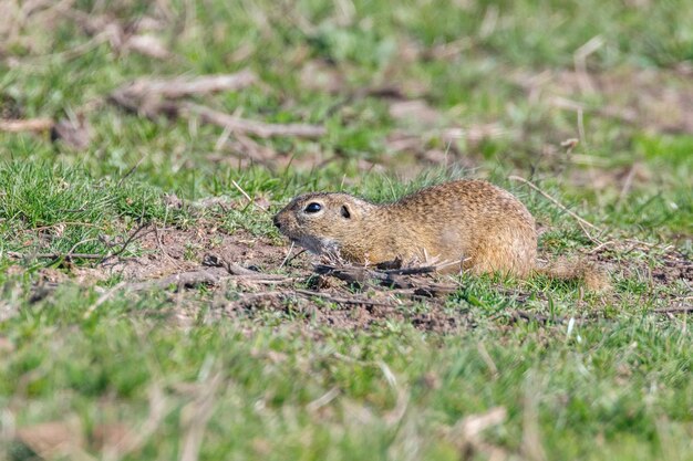 Scoiattolo di terra europeo, ambiente naturale di Souslik (Spermophilus citellus)