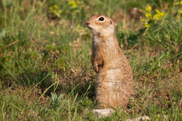 Scoiattolo di terra Spermophilus pygmaeus in piedi nell'erba