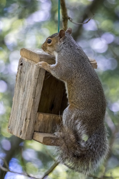 Scoiattolo grigio (Sciurus carolinensis) il peering su un legno bird feeder