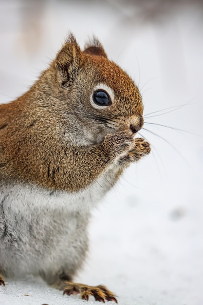 Scoiattolo in natura nella riserva naturale