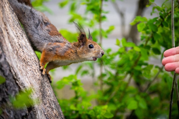 Scoiattolo in primavera nel parco cittadino Lo scoiattolo muta Scoiattolo in muta