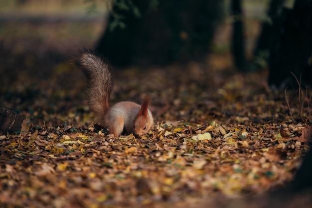 Scoiattolo nel parco d&#39;autunno