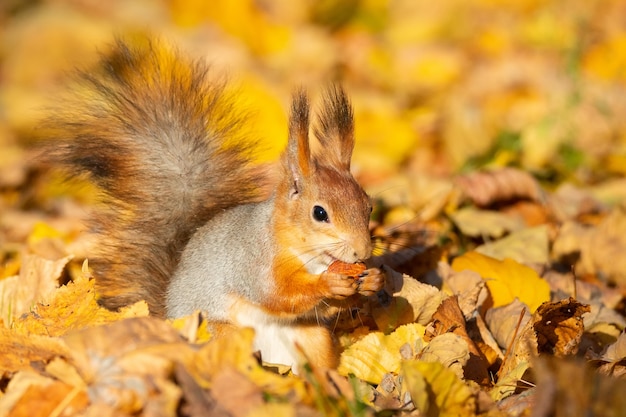 Scoiattolo nel parco d&#39;autunno