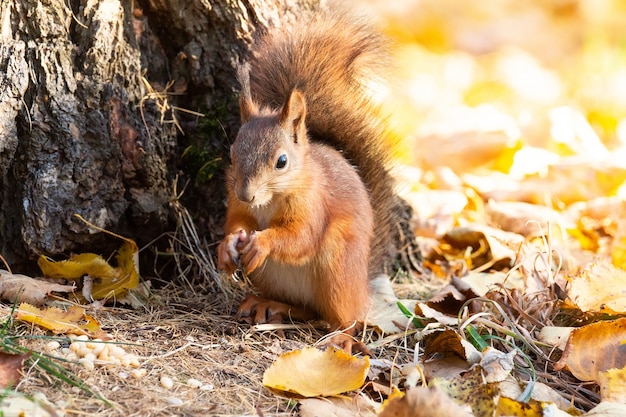 Scoiattolo nel parco d&#39;autunno