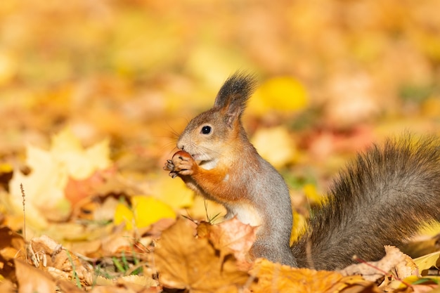 Scoiattolo nel parco d&#39;autunno