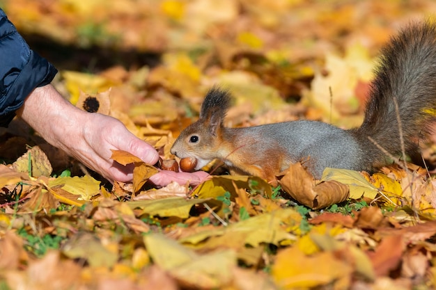 Scoiattolo nel parco d&#39;autunno