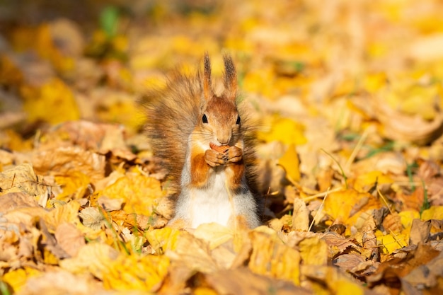 Scoiattolo nel parco d&#39;autunno