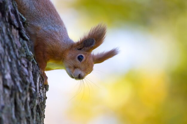 Scoiattolo nel parco su un albero animali in natura