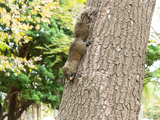 scoiattolo nel parco