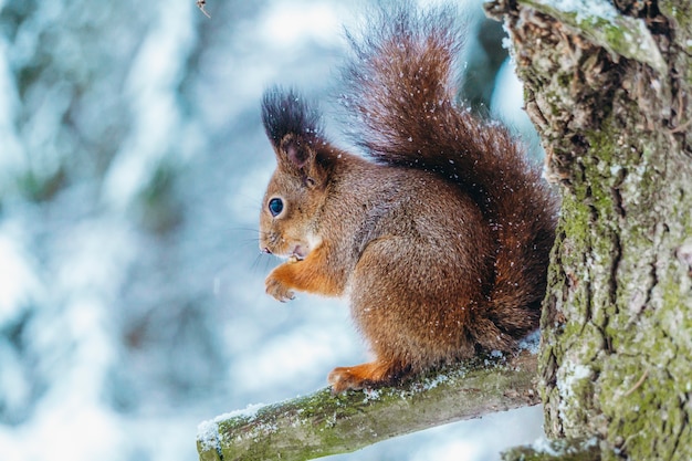 Scoiattolo nella foresta invernale. Uno scoiattolo si siede su un ramo di un albero e mangia in una soleggiata giornata invernale.