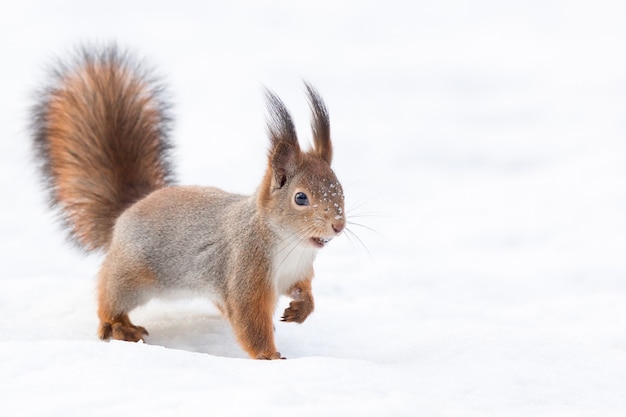 Scoiattolo nella neve