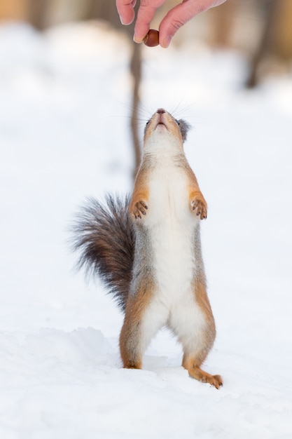 Scoiattolo nella neve