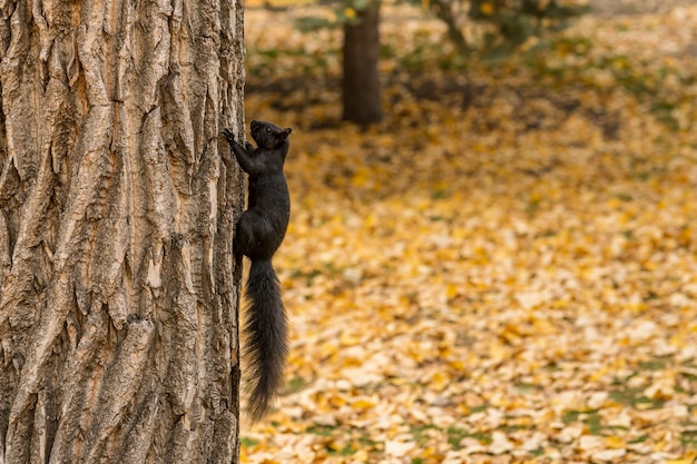 scoiattolo nero marrone che striscia su un tronco d'albero. Foglie gialle cadute su tutto il terreno in autunno.