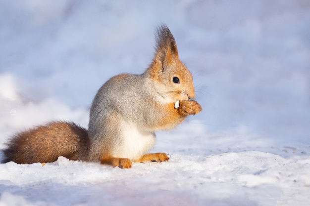 Scoiattolo neve invernale