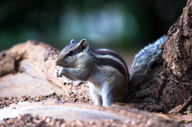 Scoiattolo o roditore in piedi si fermò sul ramo di un albero nel suo ambiente naturale