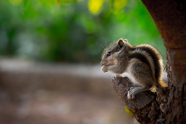 Scoiattolo o roditore o noto anche come Chipmunk sul tronco d'albero in uno sfondo morbido e sfocato