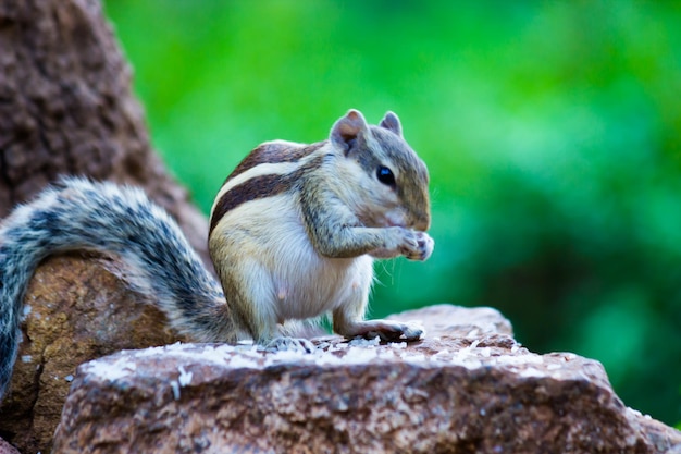 Scoiattolo o roditore o noto come scoiattolo che mangia frutta sul ramo di un albero nel suo ambiente naturale