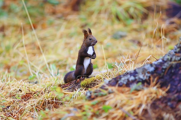 scoiattolo piccolo animale selvatico in natura in autunno