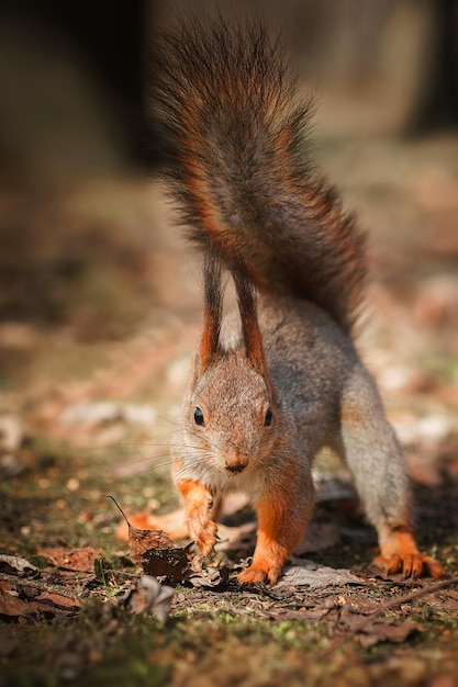 Scoiattolo rosso che si arrampica su un alberox9