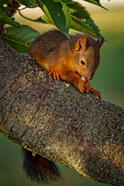 Scoiattolo rosso che sta sull'albero e sul cibo