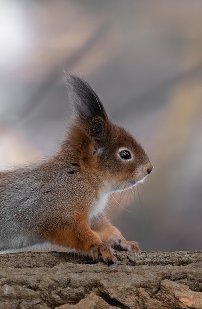 scoiattolo rosso con un petto bianco e un primo piano del naso nero