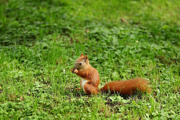 Scoiattolo rosso con un tosaerba e un'arachide