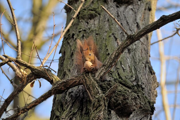 Scoiattolo rosso della foresta che gioca all'aperto