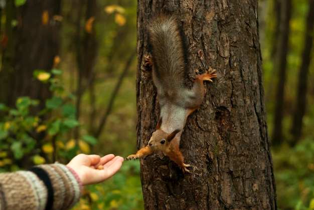 Scoiattolo rosso divertente, seduto su un albero, con la sua zampa raggiunge la mano di una donna, su cui giace un dado