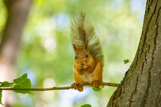 Scoiattolo rosso divertente seduto su un albero