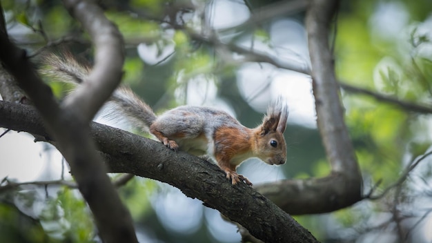 Scoiattolo rosso in una muta Scoiattolo primaverile nel parco Conservazione della natura Protezione della natura