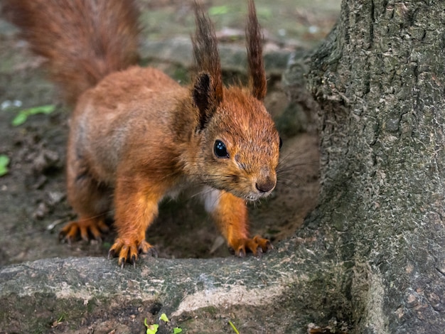 Scoiattolo rosso nel primo piano del parco.