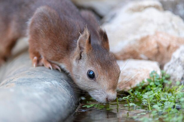 Scoiattolo rosso o scoiattolo rosso eurasiatico Sciurus vulgaris Malaga Spagna