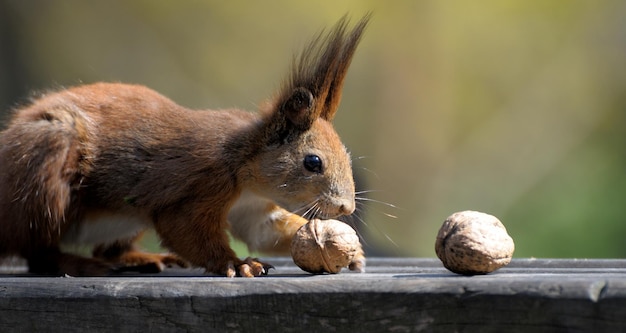 Scoiattolo rosso Sciurus vulgaris preso alla foresta