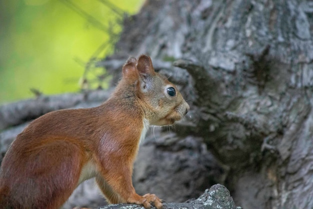 scoiattolo rosso seduto su un albero e riposante