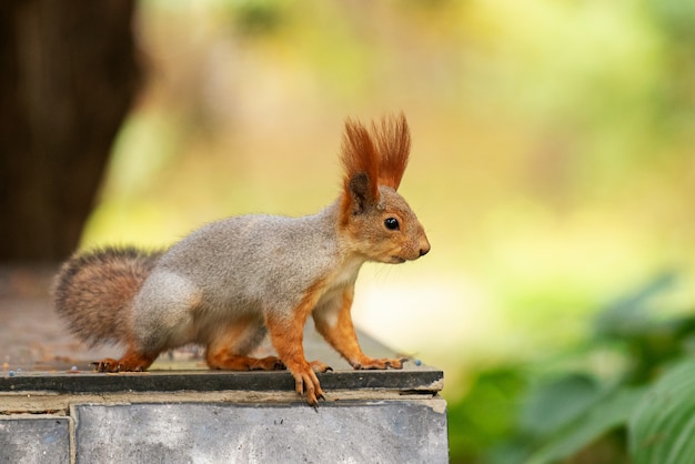 Scoiattolo rosso seduto su un alimentatore nel parco.