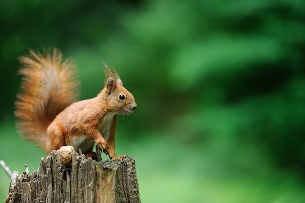 Scoiattolo rosso su un ceppo di albero con noci