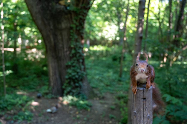 Scoiattolo rosso su un palo di legno pronto a saltare. Sciurus vulgaris