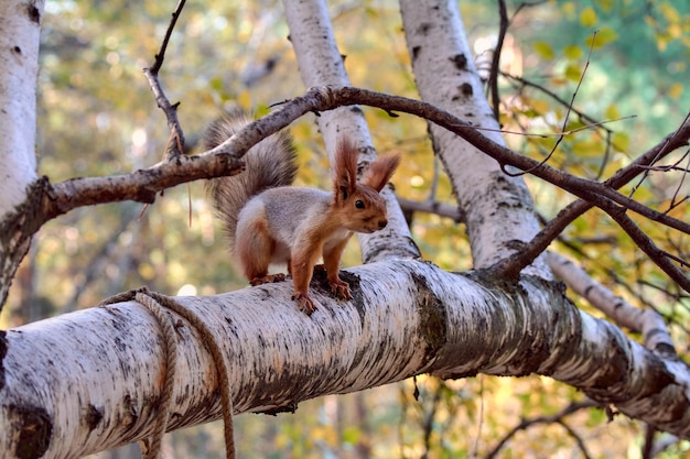 Scoiattolo rosso su un ramo di un albero nel parco autunnale