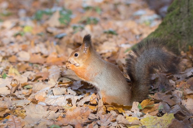 Scoiattolo rosso su un ramo in autunno