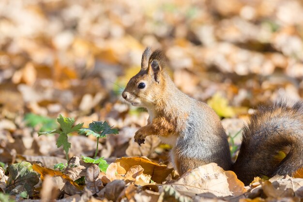 Scoiattolo rosso su un ramo in autunno