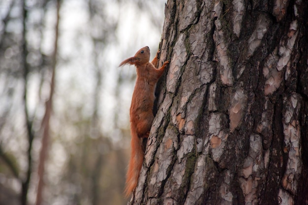 Scoiattolo rosso sull'albero nella foresta d'autunno