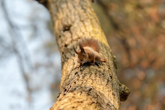 Scoiattolo rosso sull'albero nella foresta d'autunno