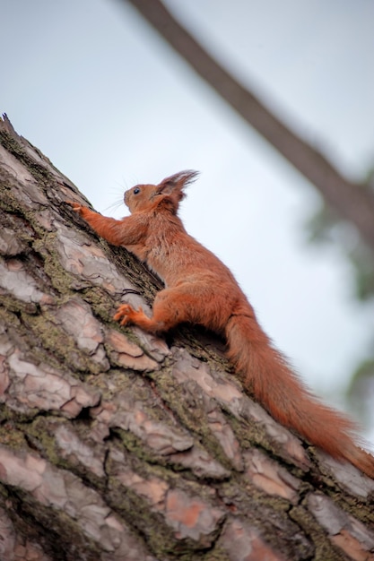 Scoiattolo rosso sull'albero nella foresta d'autunno