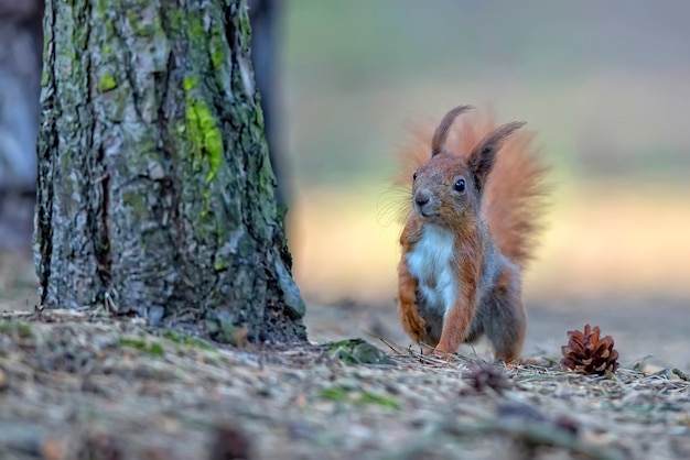 scoiattolo rosso