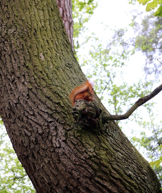 Scoiattolo seduto su un brunch di un albero