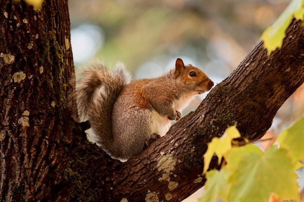 Scoiattolo seduto su un ramo di un albero