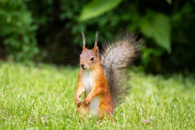 Scoiattolo si trova sull'erba verde del parco