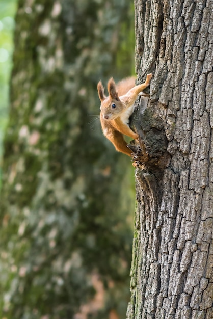 Scoiattolo su un albero nel parco